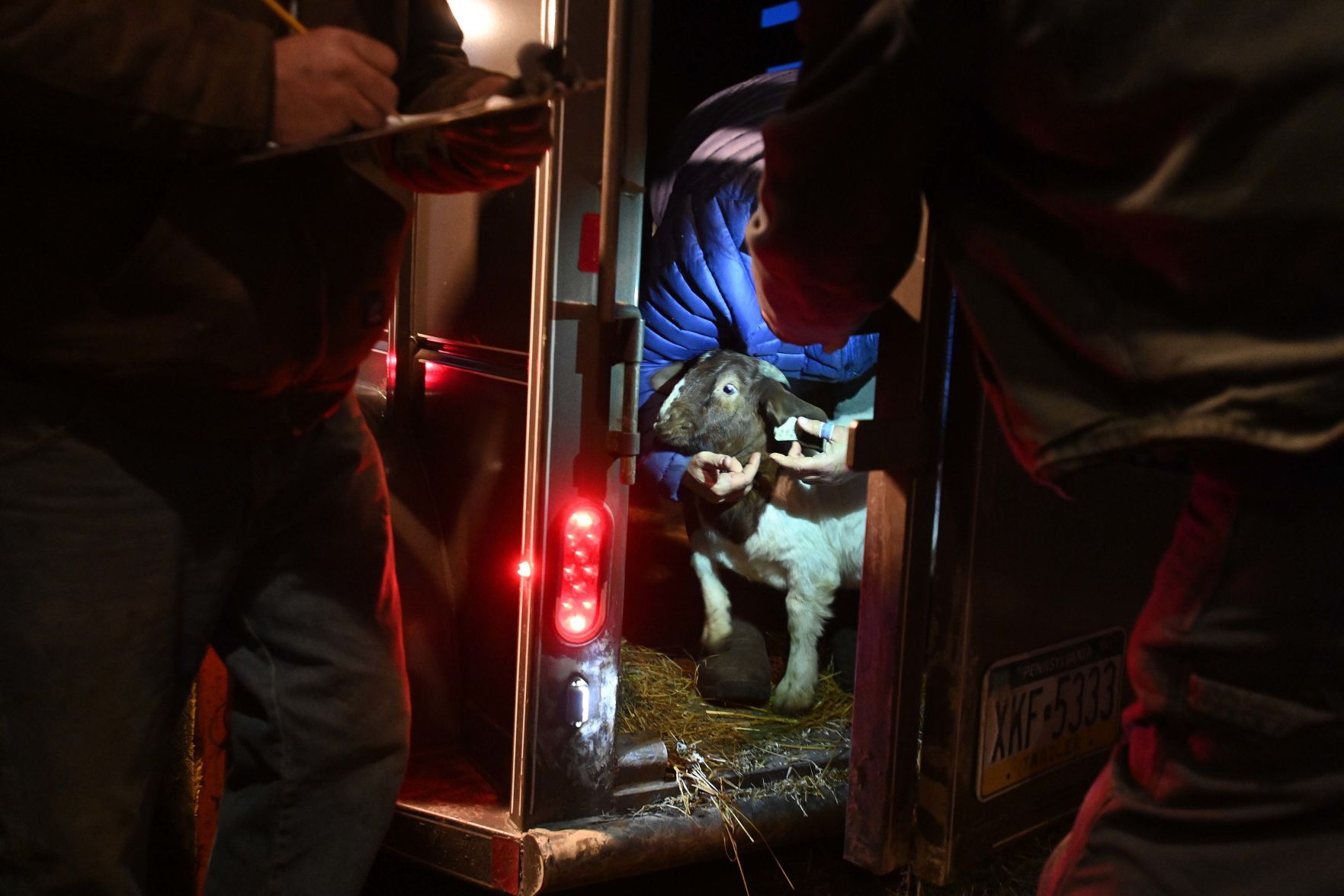 Carlisle Livestock Auction 7.JPG